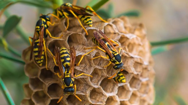 Les dangers des nids d'hyménoptères : prévention et gestion des infestations